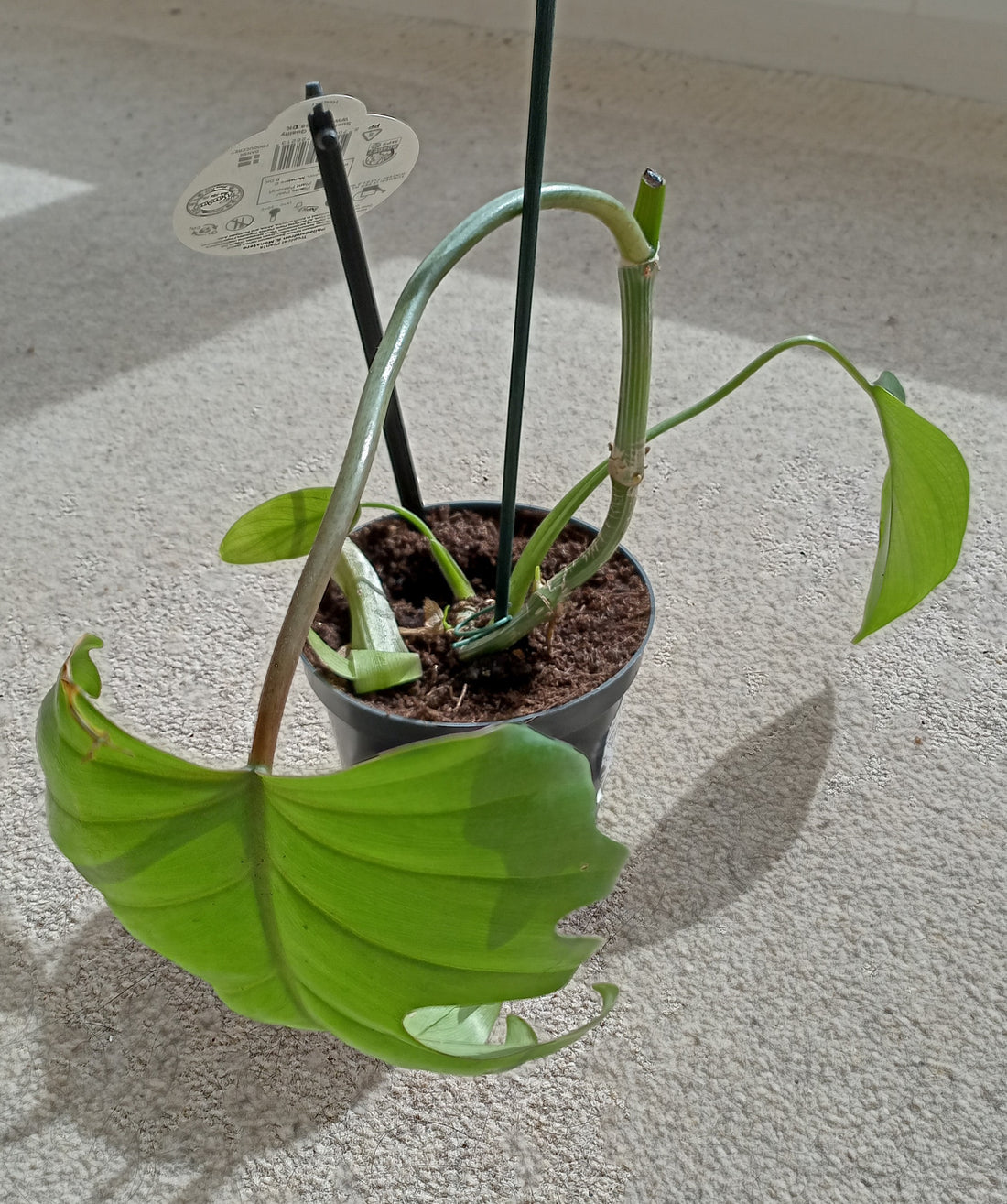 Philodendron Mayoi image