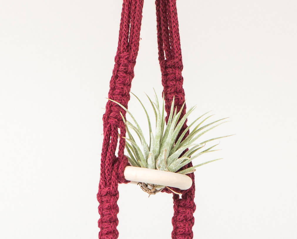 So, what are Air Plants?