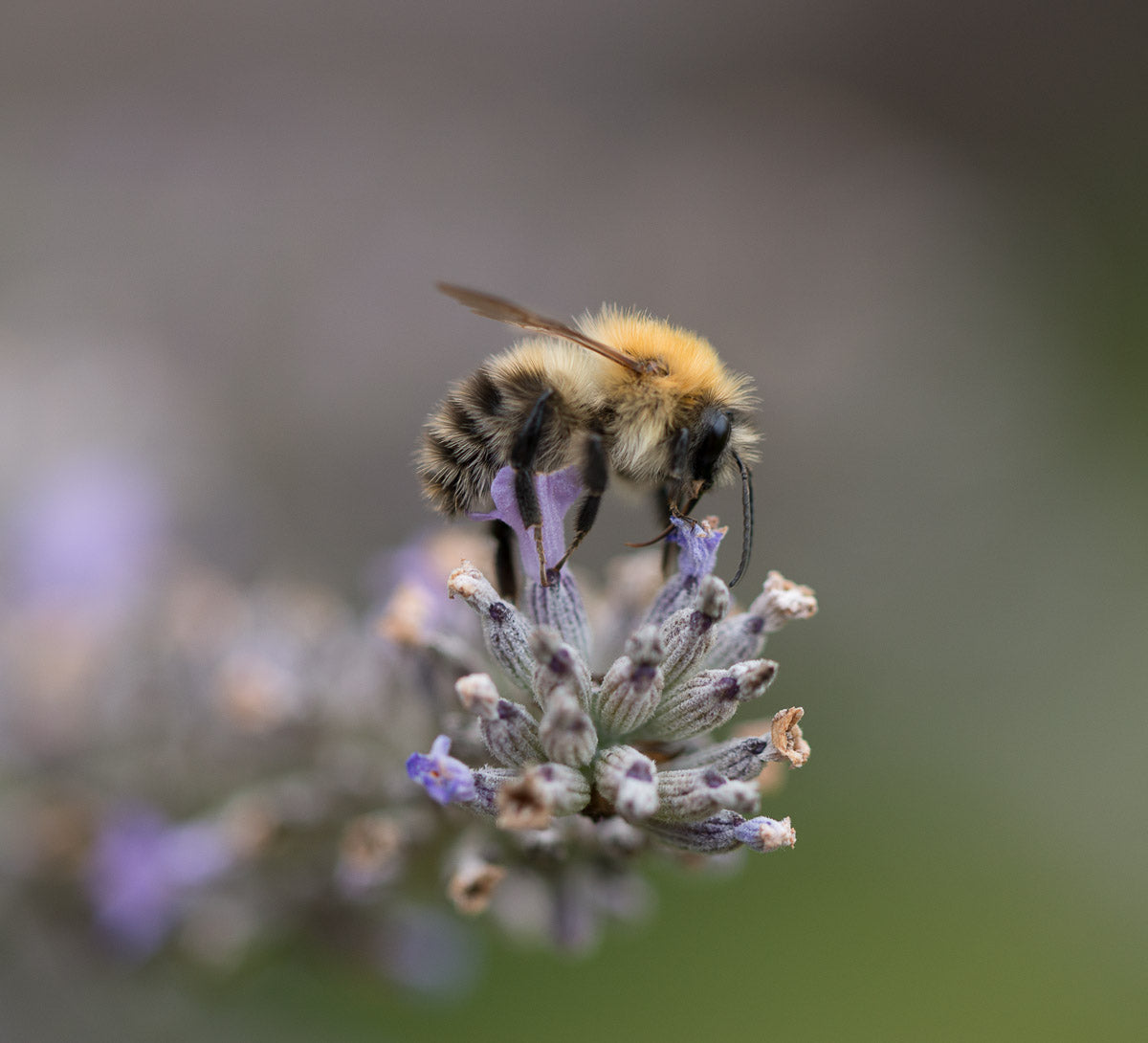 Bee on Lavender