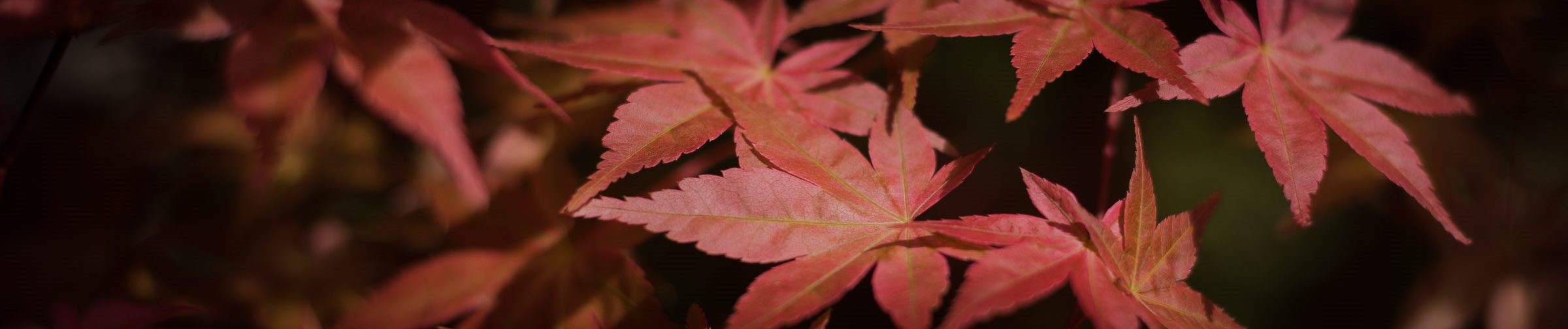 Maple Tree Leaves Red