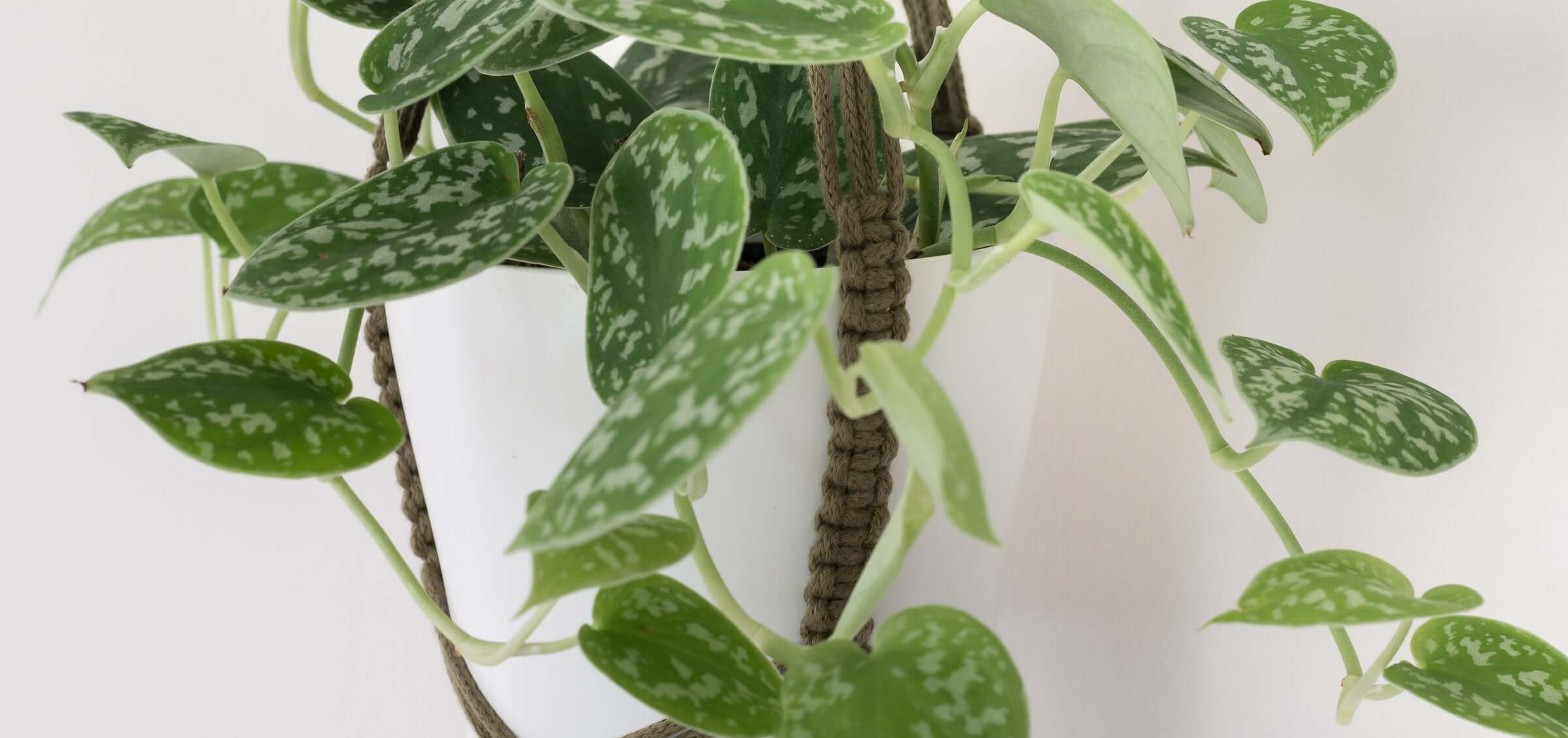 Macrame Plant Hanger Close Up Avocado