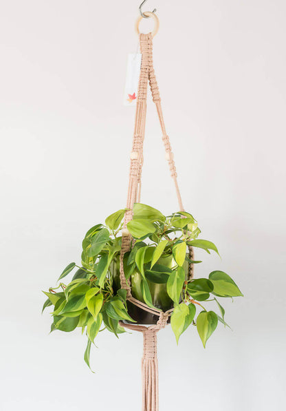 Macrame - Standard Wide Plant Hanger