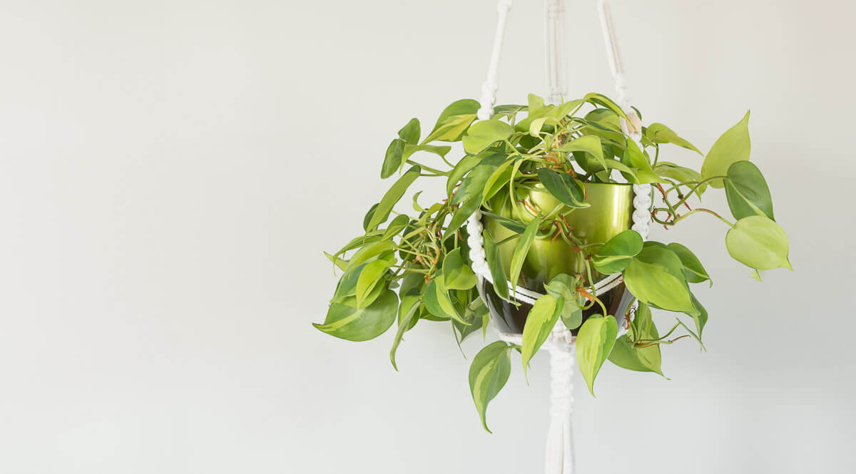 Macrame plant hanger stylishly holding a lush green plant, showcasing its elegant design and sturdy three-leg support.