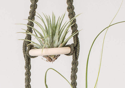 Macrame 3 Tier Air Plant Hanger Close up Avocado