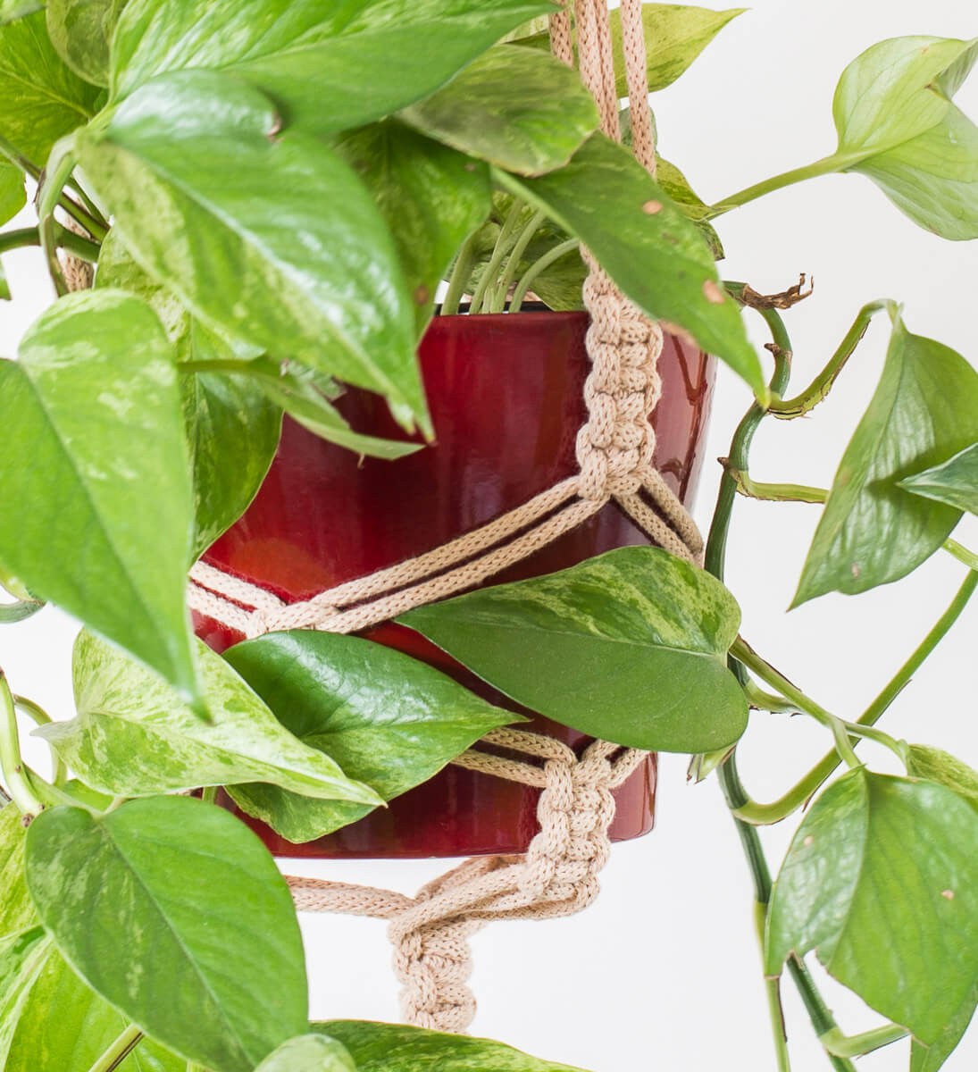 Stylish macrame plant hanger with vibrant green foliage in a red pot, showcasing intricate cord design.