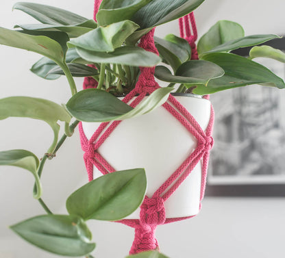 Macrame plant hanger bright Colyton Pink close-up with plant