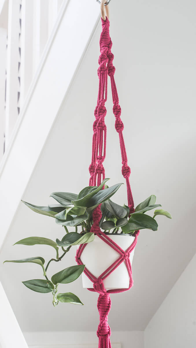 Macrame plant hanger bright Colyton Pink with plant