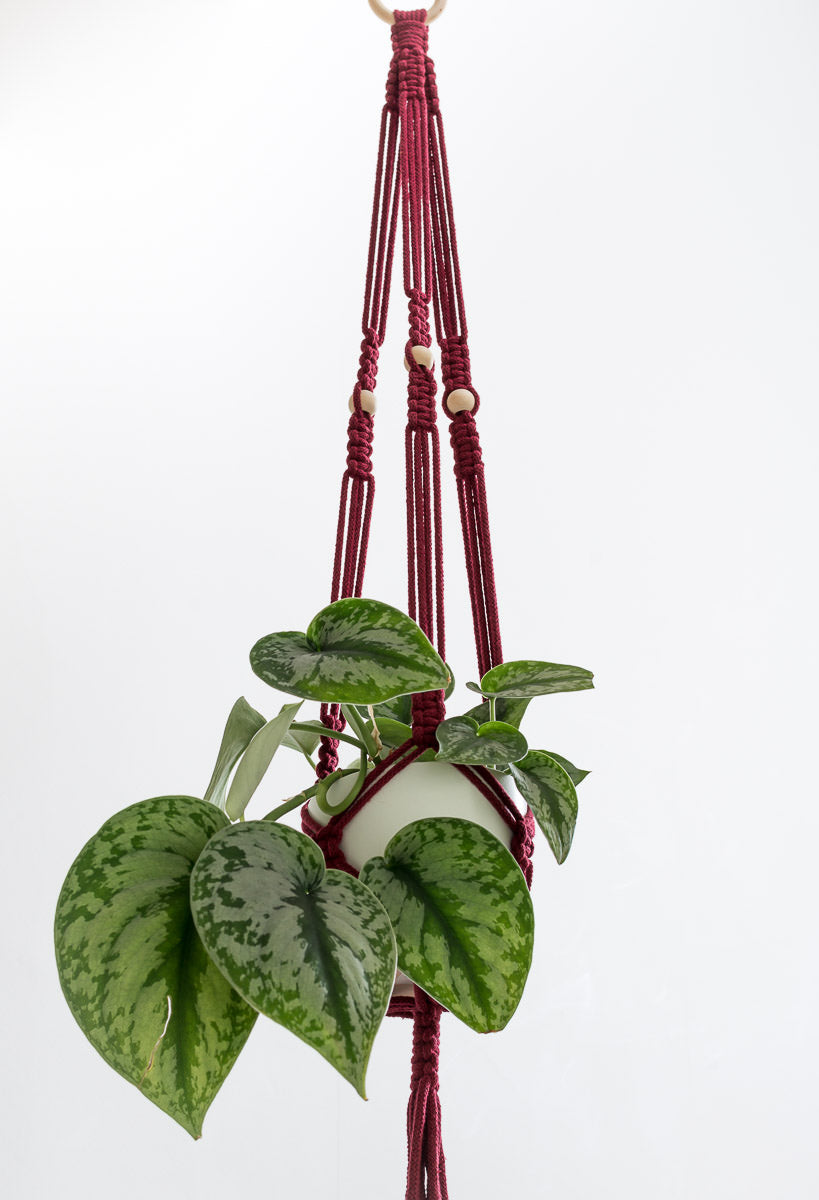 Stylish macrame plant hanger with green leafy plant in a white pot, featuring maroon macrame cord and wooden beads.