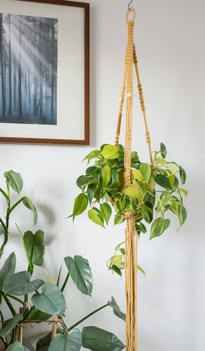 Stylish macrame plant hanger with lush green plant hanging beside framed forest art and indoor plants.