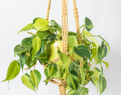 Stylish macrame plant hanger with lush green plant in pot, showcasing three-leg design and wooden ring for hooks