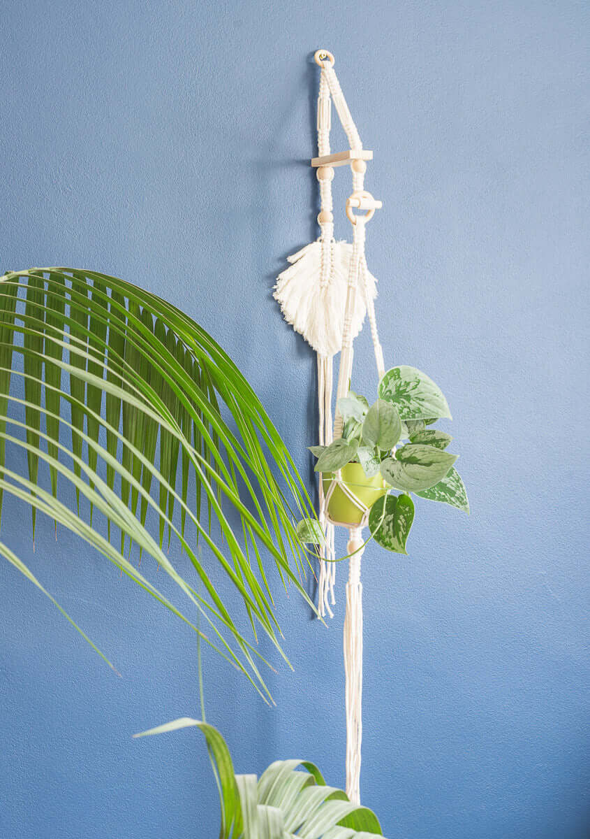 Stylish small macrame plant hanger with a green plant on a blue wall, adding a touch of elegance to your home decor.