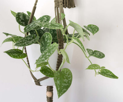 Stylish macrame small plant hanger with lush green plant in white pot, hanging elegantly against a white background.