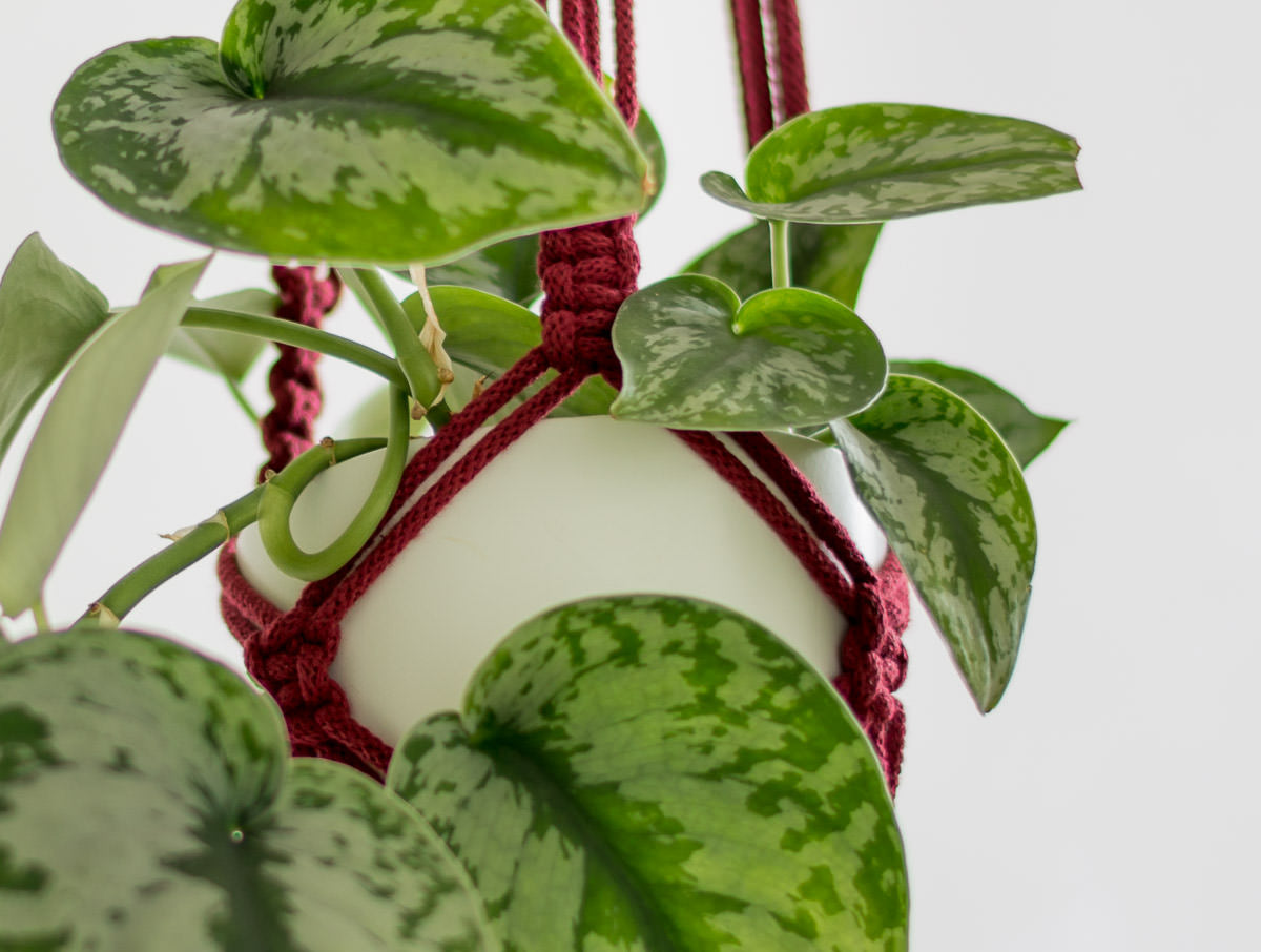 Macrame Plant Hanger Detail Wine Red