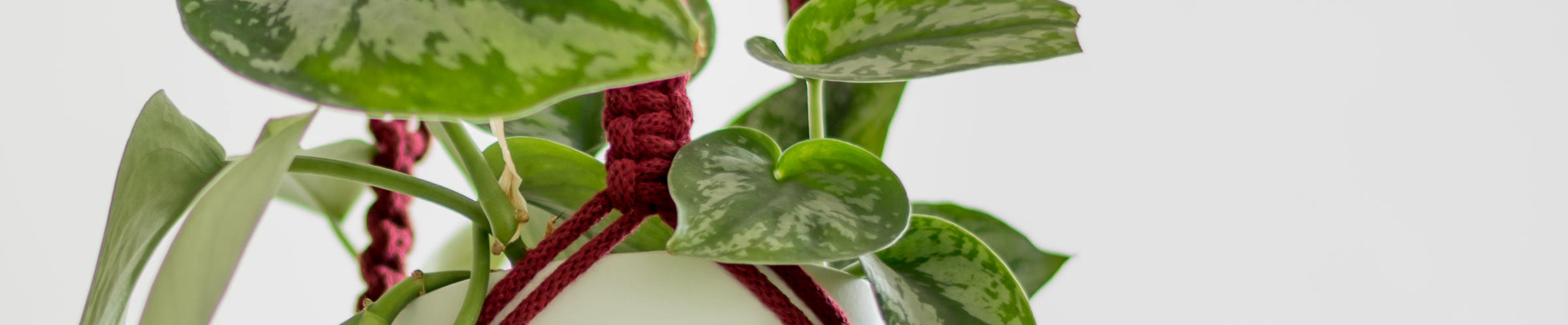 Macrame Plant Hanger Wine Red Close-up with plant