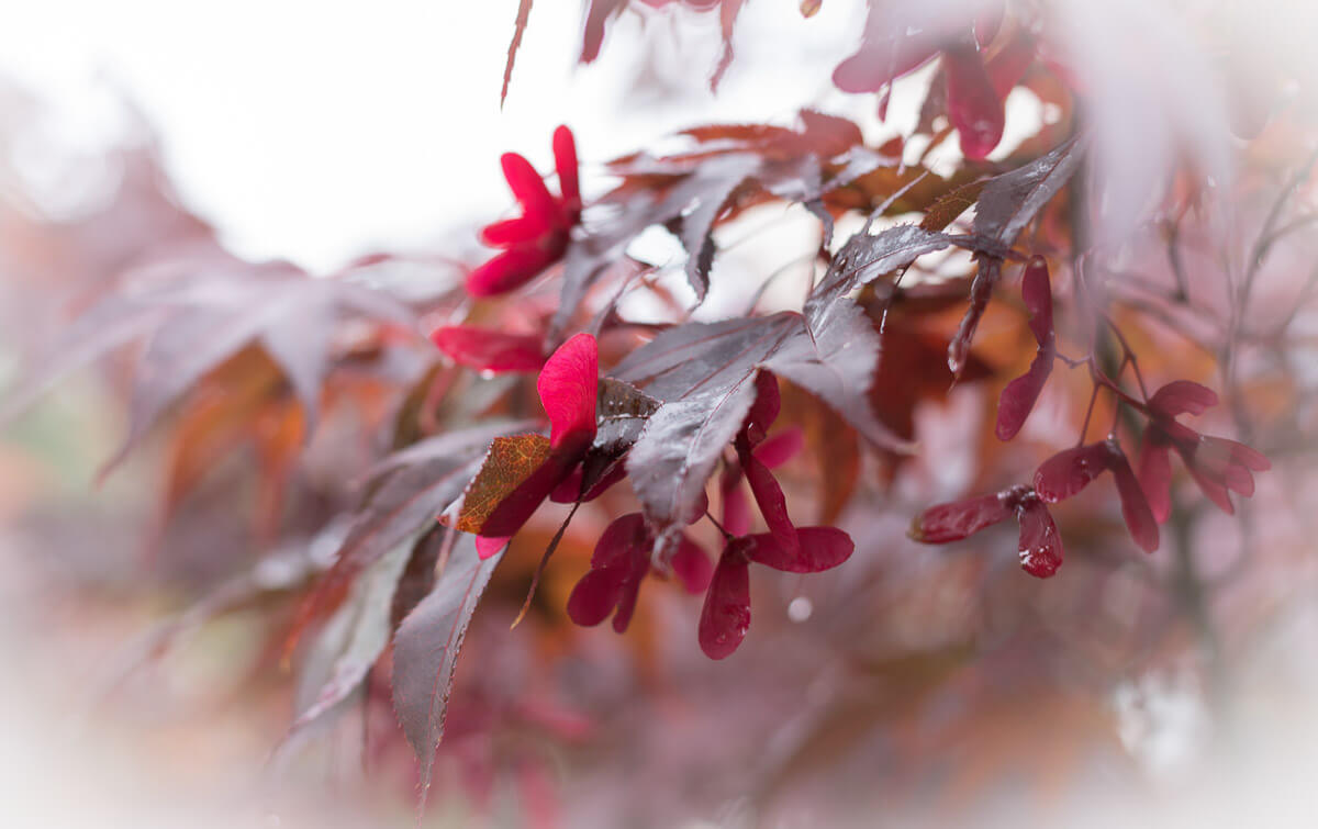 Maple Tree Leaves Red with Seed pods