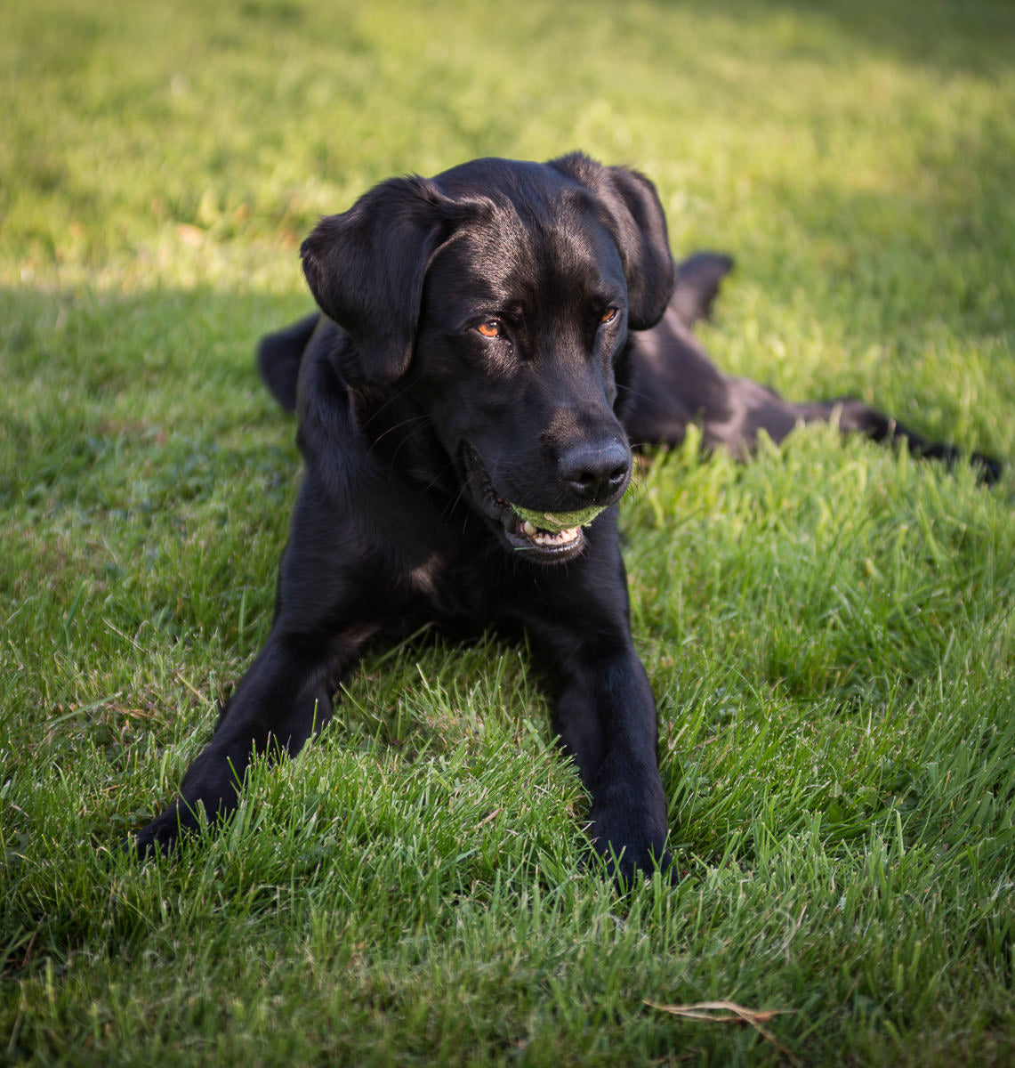 The Muse Morgan Black Labrador