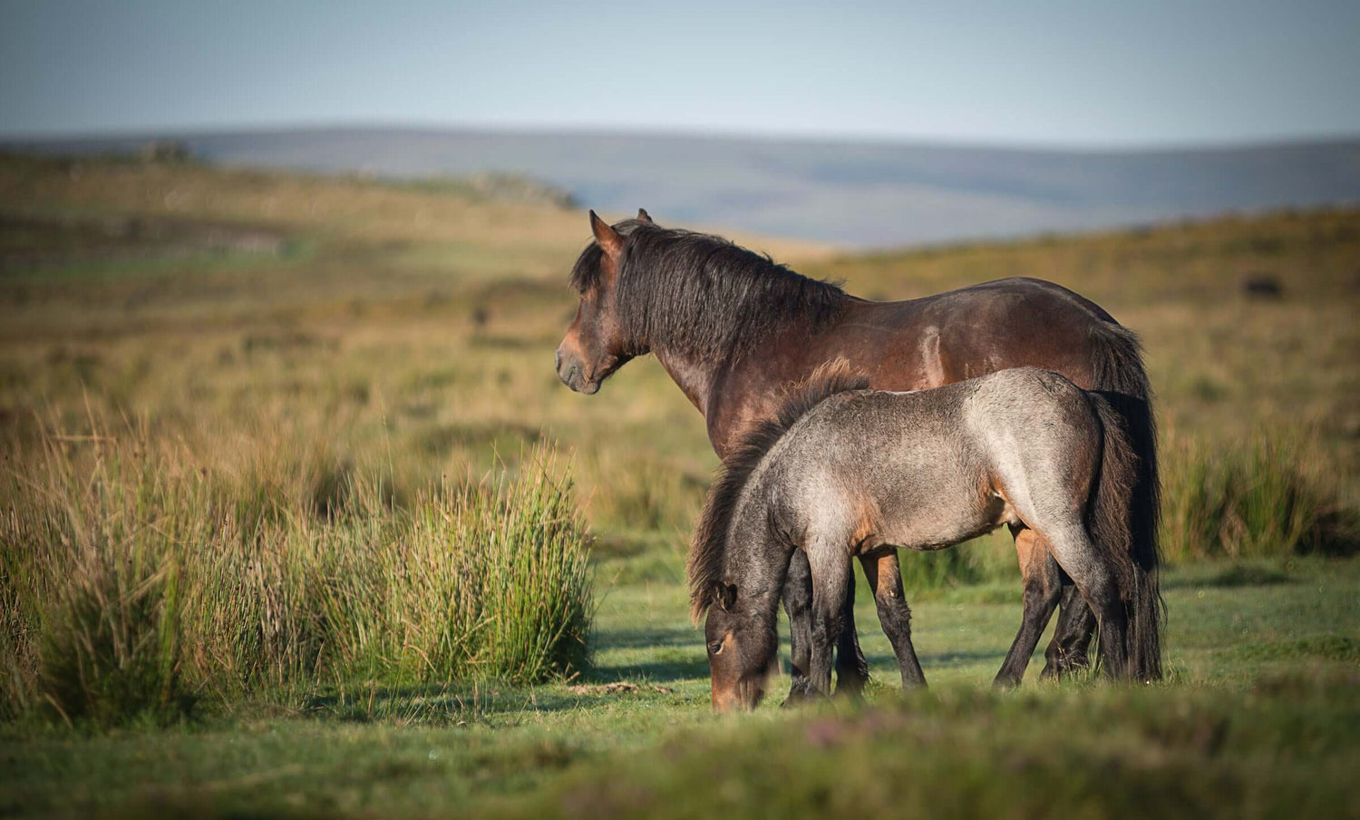 Landscape Photography Prints Dartmoor Ponies Canvas Giclee