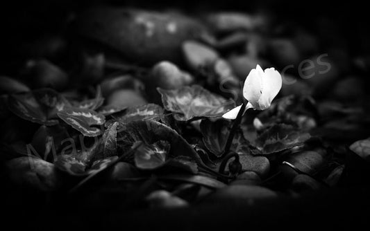 Canvas Print Giclee Print Photography Print Cyclamen close us black and white