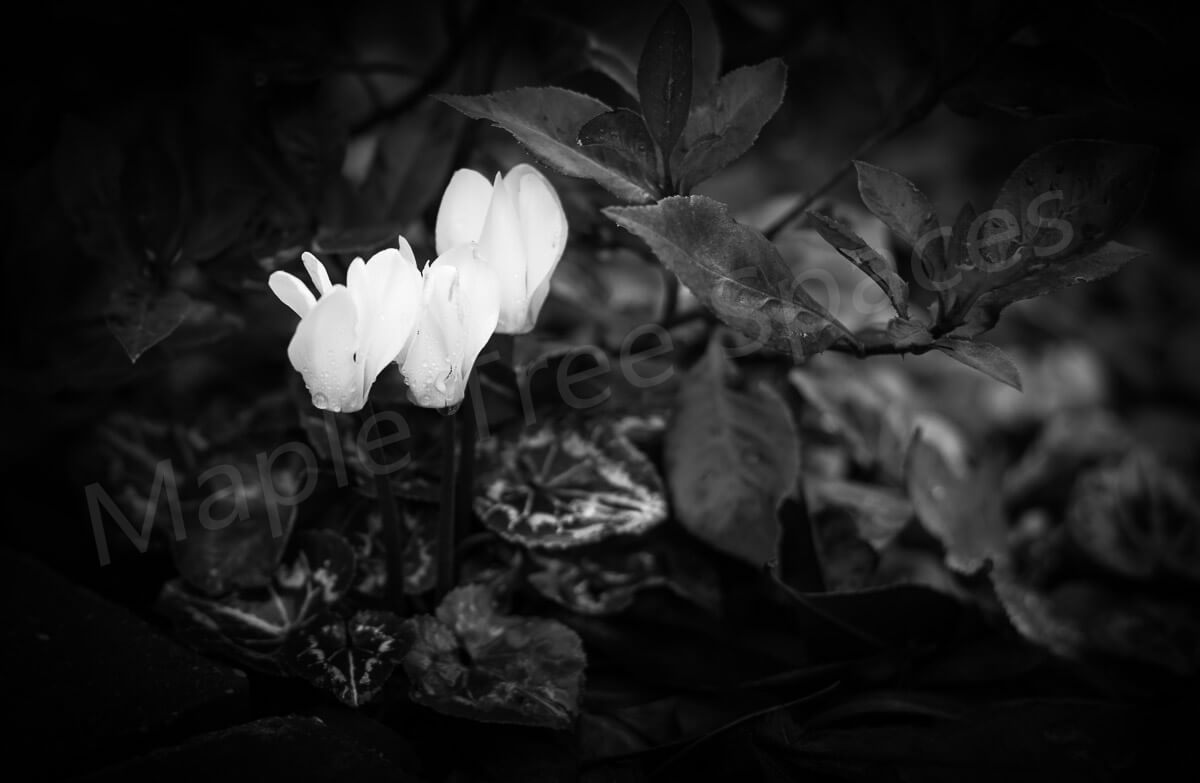 Canvas Print Giclee Print Photography Print Cyclamen close us black and white