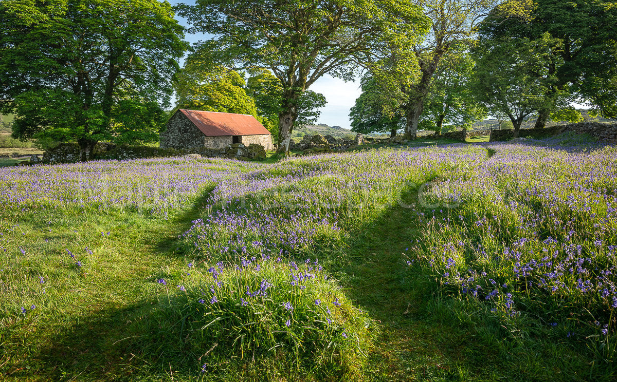 Dartmoor barn with rusty red roof and bluebells in early morning sun