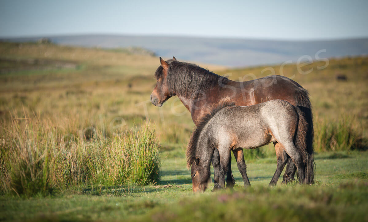 Canvas Print Giclee Print Photography Print Dartmoor Ponies Mother and Foal