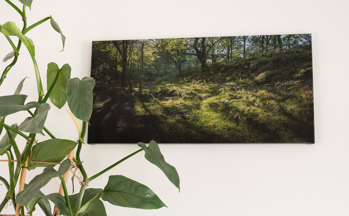 Canvas Print Giclee Print Photography Print Dartmoor Woodland Wall Hanging