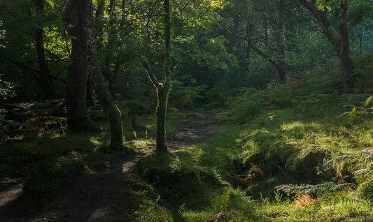 Canvas Print Giclee Print Photography Print Dartmoor Woodland Cropped image