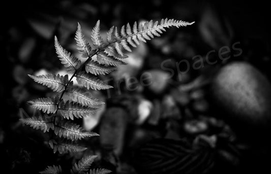 Canvas Print Giclee Print Photography Print Fern Leaf Black and White