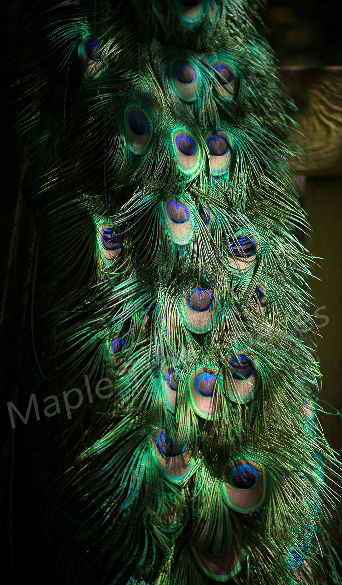 Canvas Print Giclee Print Photography Print Peacock Feathers