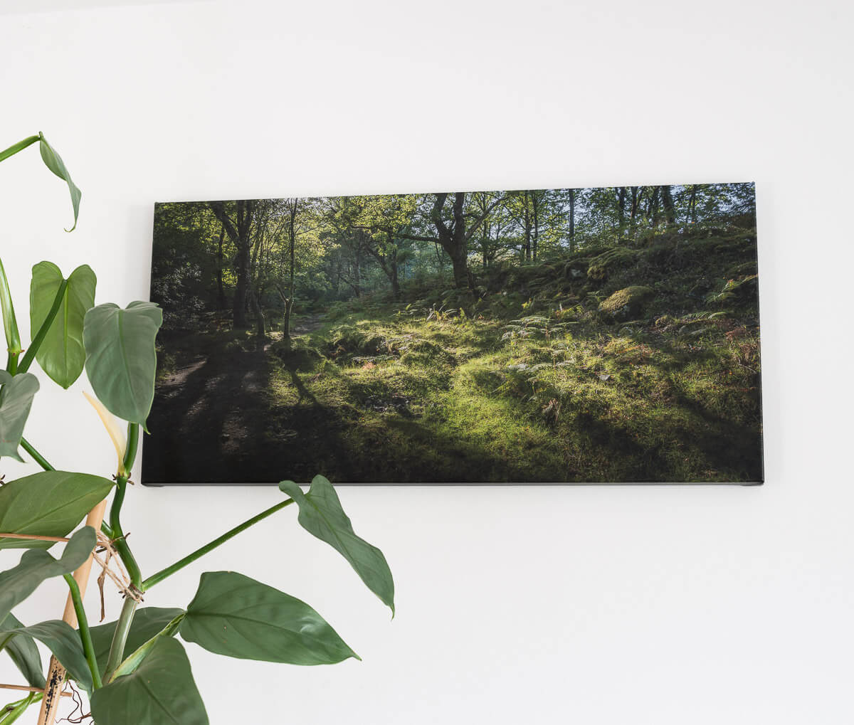 Canvas Prints Wall Hanging Dartmoor Woodlands