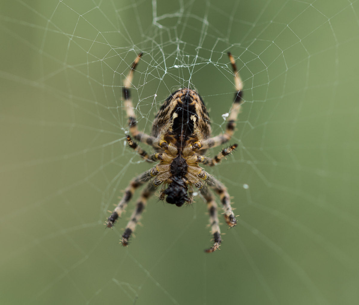 Spider Close-up on web