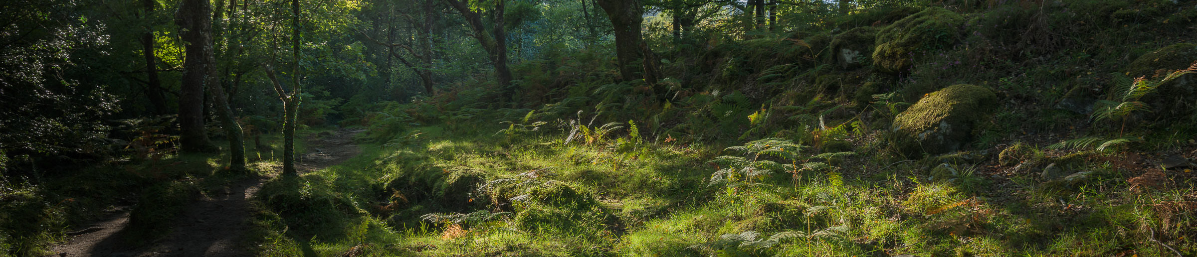 Landscape Prints Wide Angle Dartmoor Woodland